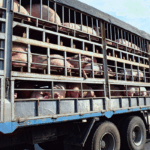 Se requiere chofer de transporte de animales